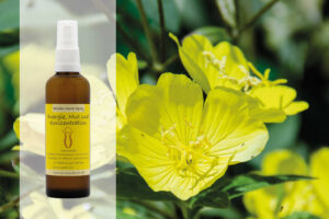Blüten Aura Spray Nachtkerze Konzentration
